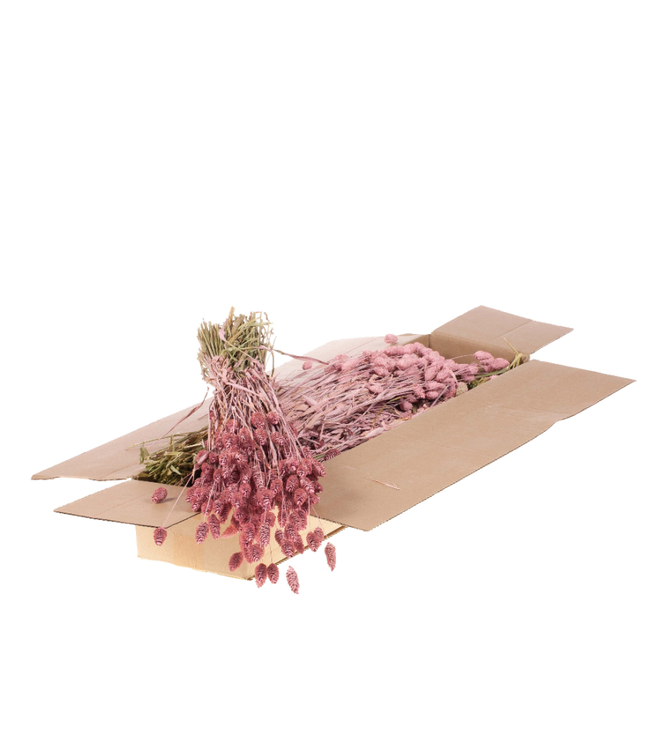 Frosted pink dried Phalaris | Order per 4 bunches