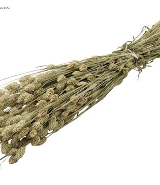 QC Natural dried canary grass | Phalaris dry flowers | Length 60 centimetres | Per 20 bunches