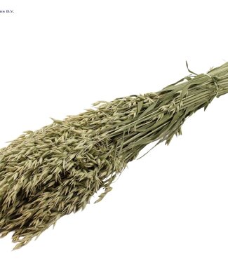 QC Naturelle gedroogde haver | Avena droogbloemen | Lengte 60 centimeter | Per 25 bossen