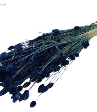 QC Dark blue dried canary grass | Phalaris dry flowers | Length 60 centimetres | Per 6 bunches