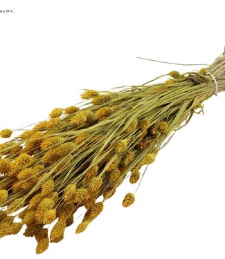 QC Yellow dried canary grass | Phalaris dry flowers | Length 60 centimetres | Per 6 bunches