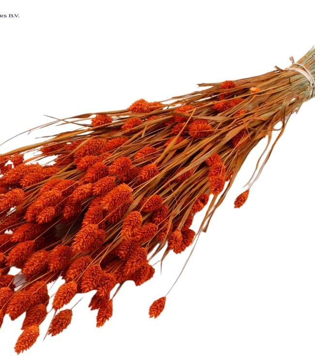 Orange dried canary grass | Phalaris dry flowers | Length 60 centimetres | Order per 6 bunches