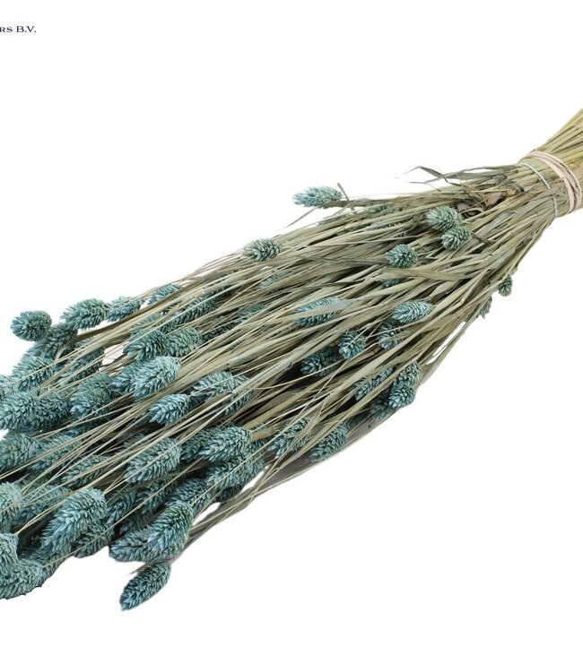 Mat light blue dried Canary Grass | Phalaris dry flowers | Length 60 centimetres | Order per 6 bunches