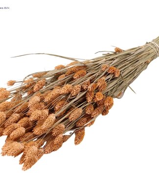 QC Matt salmon-coloured dried canary grass | Phalaris dry flowers | Length 60 centimetres | Per 6 bunches