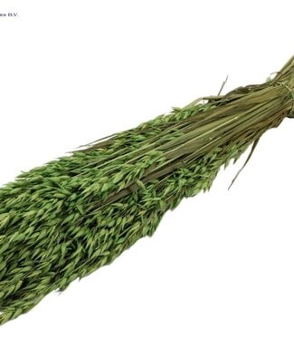 QC Light green dried oats | Avena dried flowers | Length 60 centimetres | Per 6 bunches