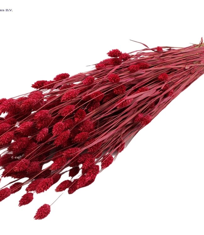 Cherry-coloured dried Canary Grass | Phalaris dried flowers | Length 60 centimetres | Order per 6 bunches