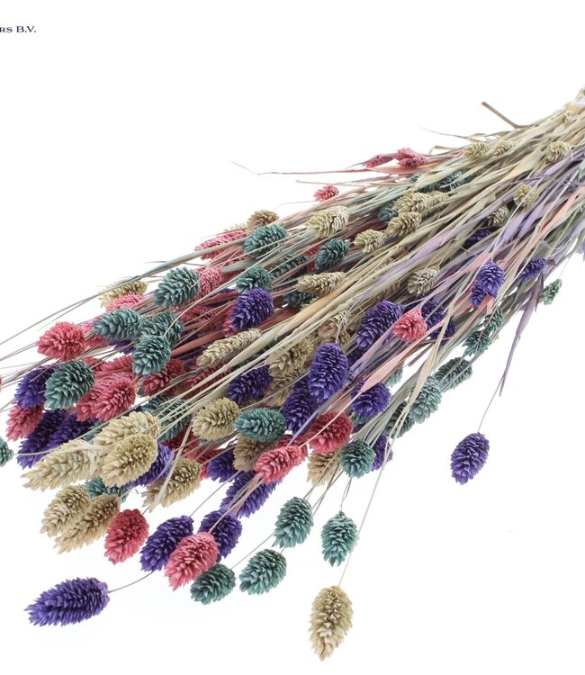 Dried Canary Grass mixed colours I | Phalaris dried flowers | Length 60 centimetres | Order per 6 bunches