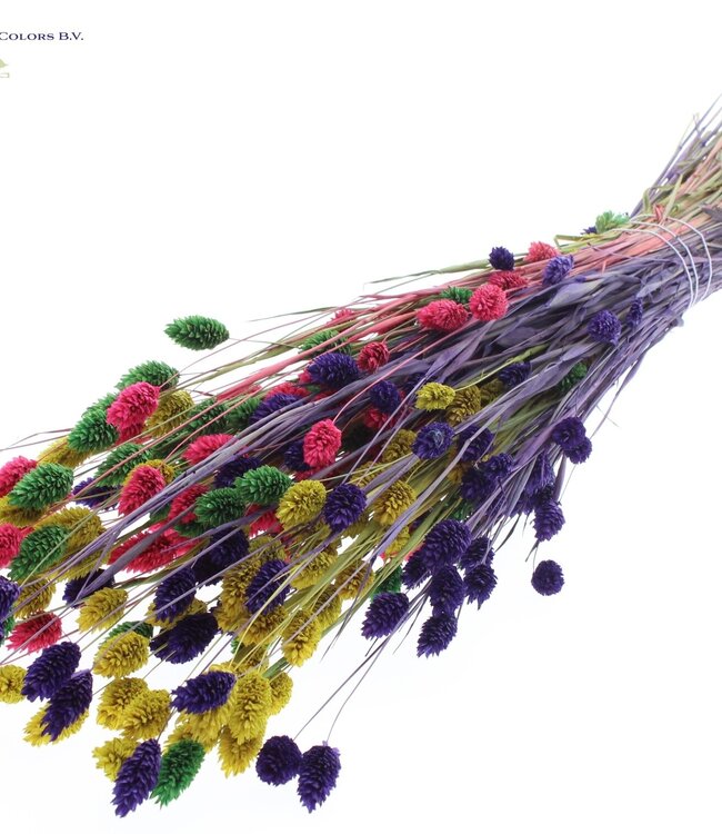 Dried Canary Grass mixed colours II | Phalaris dried flowers | Length 60 centimetres | Order per 6 bunches