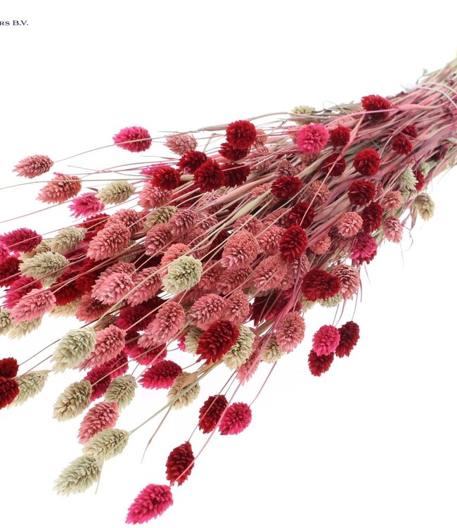 Dried Canary Grass mixed colours "Lady Mix" | Phalaris dry flowers | Length 60 centimetres | Order per 6 bunches