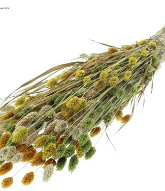 QC Dried Canary Grass mixed colours Easter | Phalaris dried flowers | Length 60 centimetres | Per 6 bunches