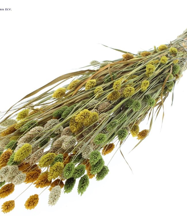 Dried Canary Grass mixed colours Easter | Phalaris dried flowers | Length 60 centimetres | Order per 6 bunches