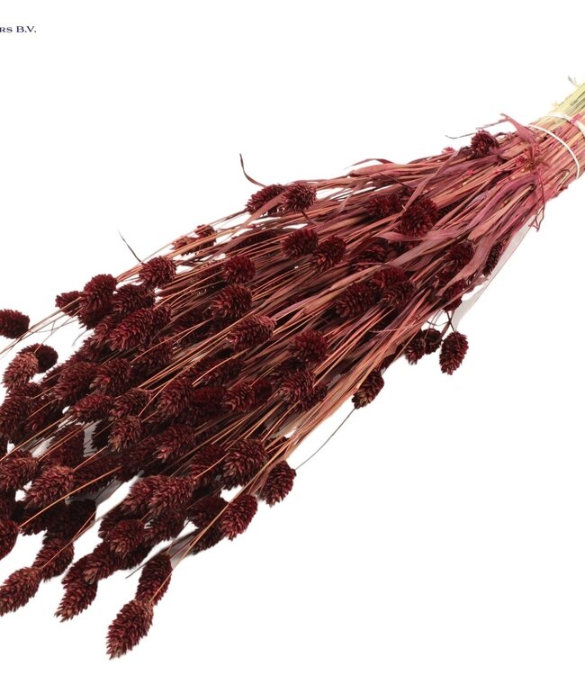 Burgundy dried canary grass | Phalaris dry flowers | Length 60 centimetres | Order per 20 bunches