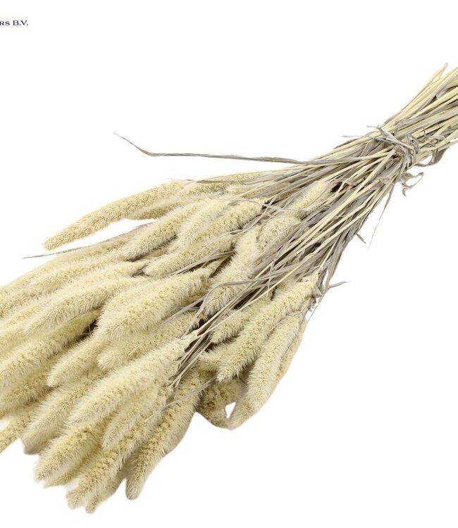 Setaria per bunch Intense White ( x 6 )