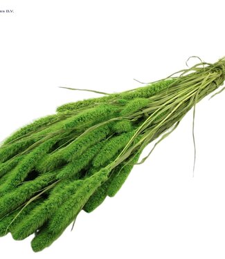 QC Setaria per bunch Intense Green ( x 6 )