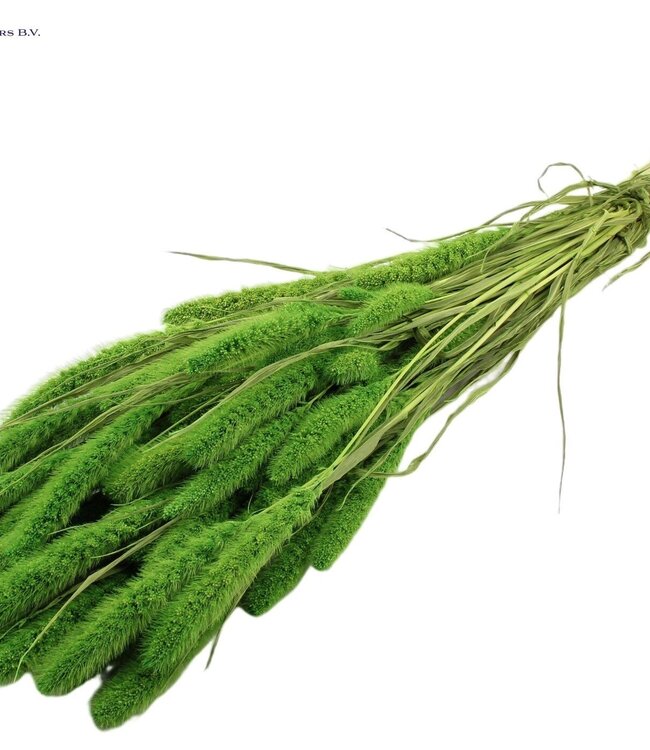 Setaria per bunch Intense Green ( x 6 )