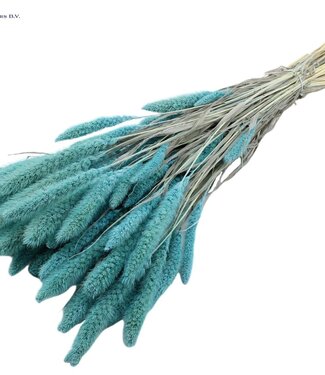 QC Setaria per bunch Intense Light Blue ( x 6 )