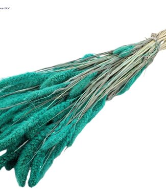 QC Setaria per bunch Intense Turquoise ( x 6 )