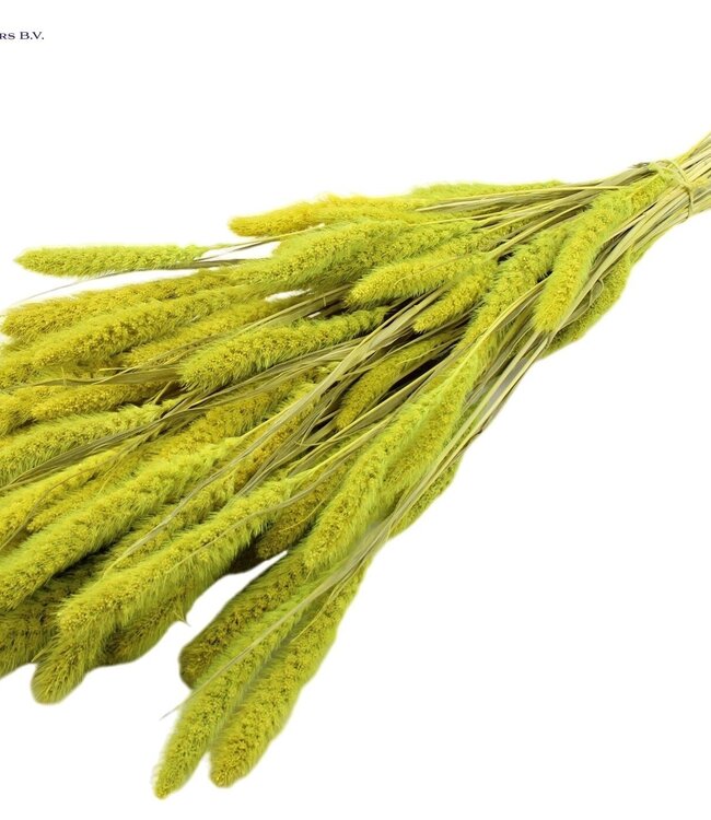 Setaria per bunch Intense Mint Green ( x 6 )