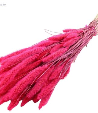 QC Setaria per bunch Intense Cerise ( x 6 )