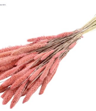 QC Setaria per bunch Intense Pink ( x 6 )