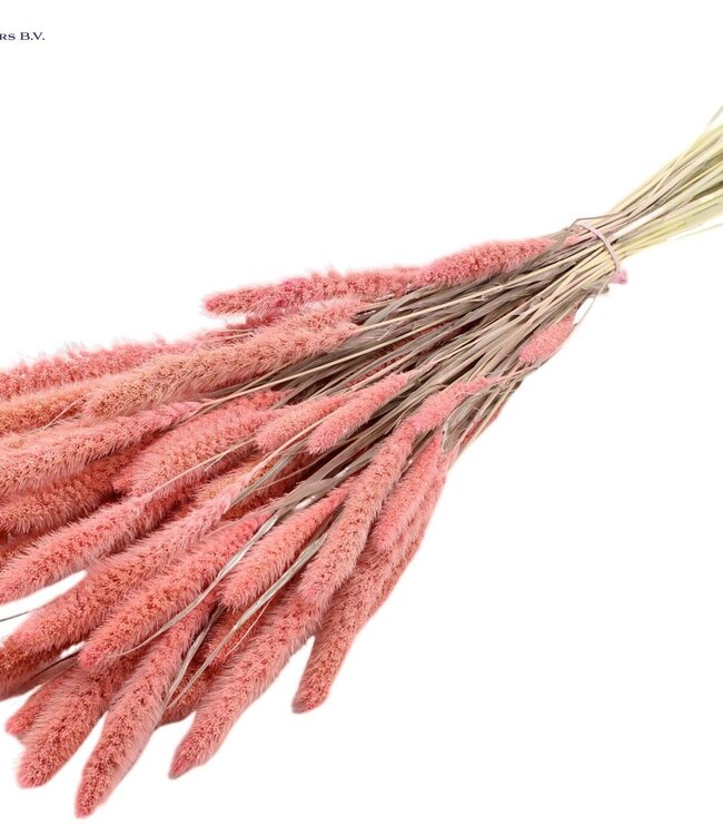 Setaria per bunch Intense Pink ( x 6 )