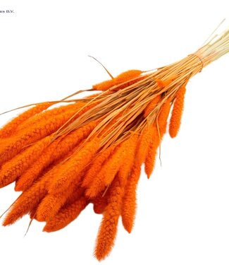 QC Setaria per bunch Intense Orange ( x 6 )