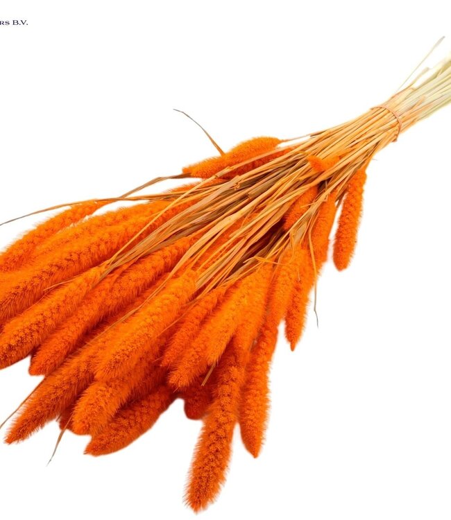 Setaria per bunch Intense Orange ( x 6 )