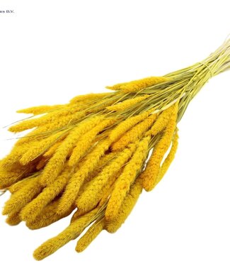 QC Setaria per bunch Intense Yellow ( x 6 )