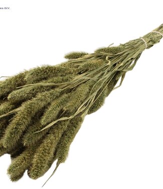 QC Setaria per bunch Antique Green ( x 6 )