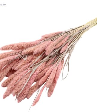 QC Setaria per bunch Intense Frosted Pink ( x 6 )