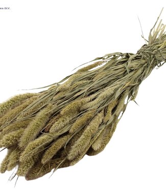 QC Setaria per bunch Natural ( x 15 )