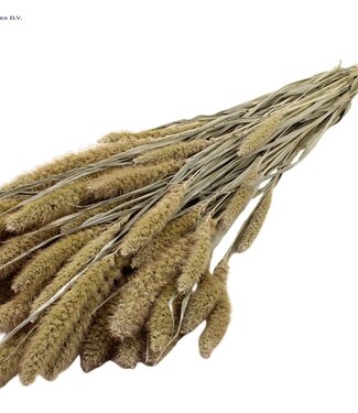 QC Setaria per bunch Frosted White ( x 6 )