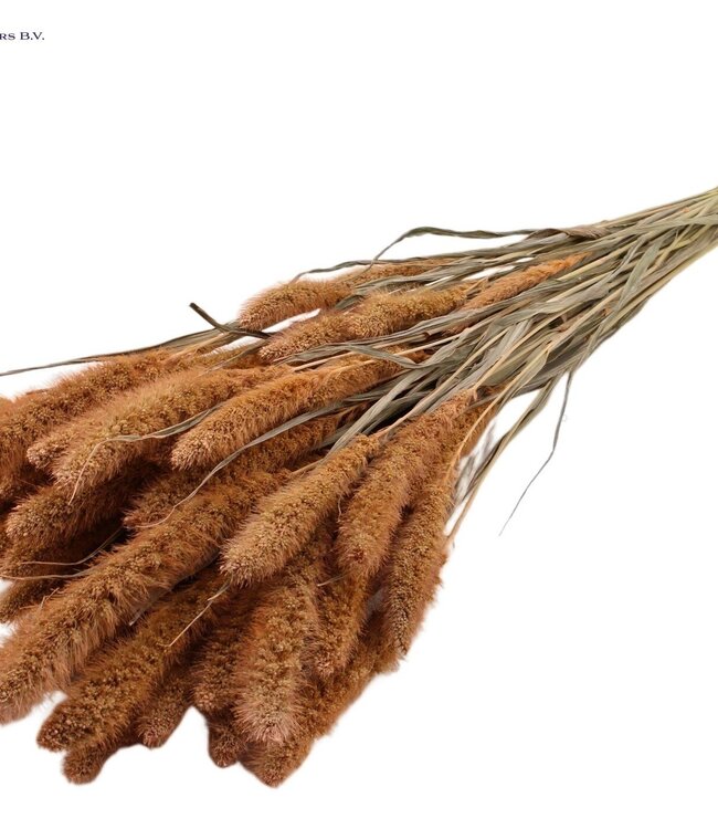 Setaria per bunch Frosted Salmon ( x 6 )