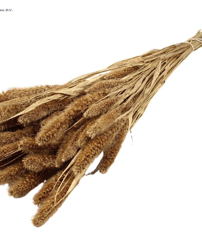 Setaria per bunch Antique Gold ( x 6 )