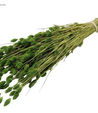 QC Herbe à canaris séchée vert clair | Phalaris fleurs sèches | Longueur 60 centimètres | Par 20 bouquets