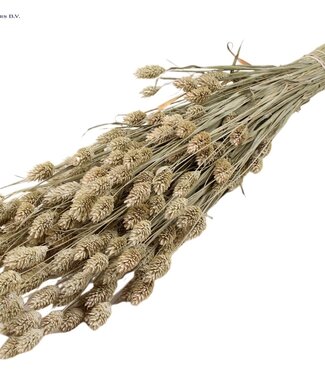 QC Matt white dried canary grass | Phalaris dry flowers | Length 60 centimetres | Per 20 bunches