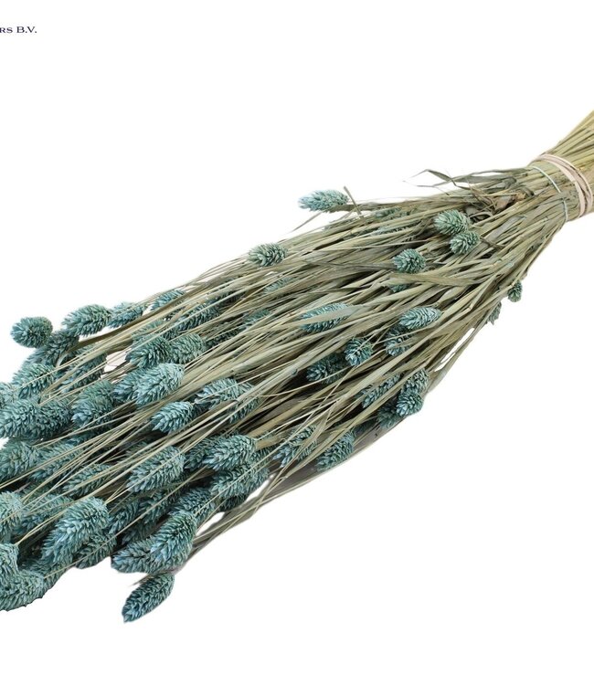 Mat light blue dried Canary Grass | Phalaris dry flowers | Length 60 centimetres | Order per 20 bunches