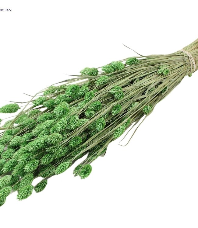 Matt mint green dried Canary grass | Phalaris dry flowers | Length 60 centimetres | Order per 20 bunches