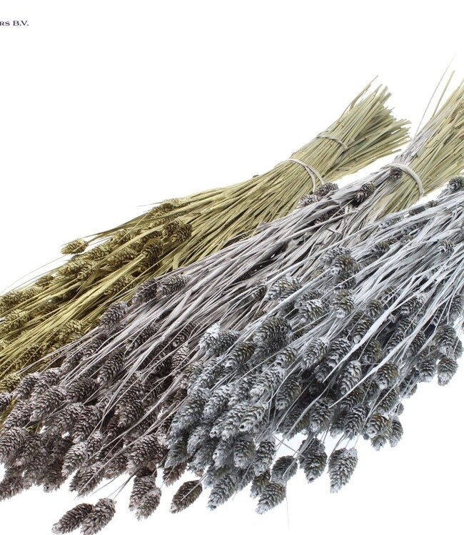 Dried Canary Grass mixed colours "Wedding" | Phalaris dried flowers | Length 60 centimetres | Order per 6 bunches