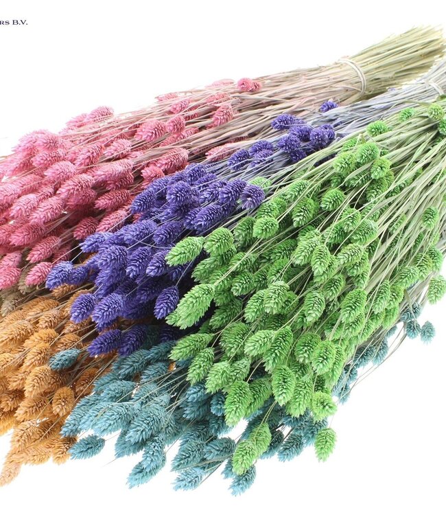 Dried Canary Grass mixed colours mat | Phalaris dried flowers | Length 60 centimetres | Order per 6 bunches