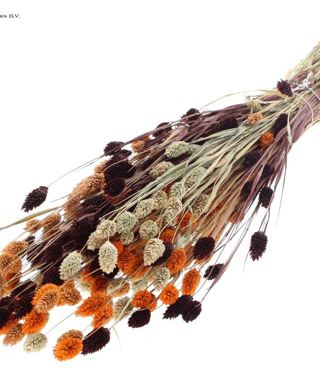 Dried Canary Grass mixed colours III | Phalaris dried flowers | Length 60 centimetres | Order per 6 bunches