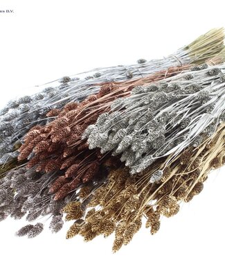 QC Metallic dried Canary Grass mixed colours | Phalaris dry flowers | Length 60 centimetres | Per 20 bunches