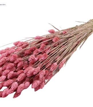 QC Mat roze gedroogd Kanariegras | Phalaris droogbloemen | Lengte 60 centimeter | Per 20 bossen