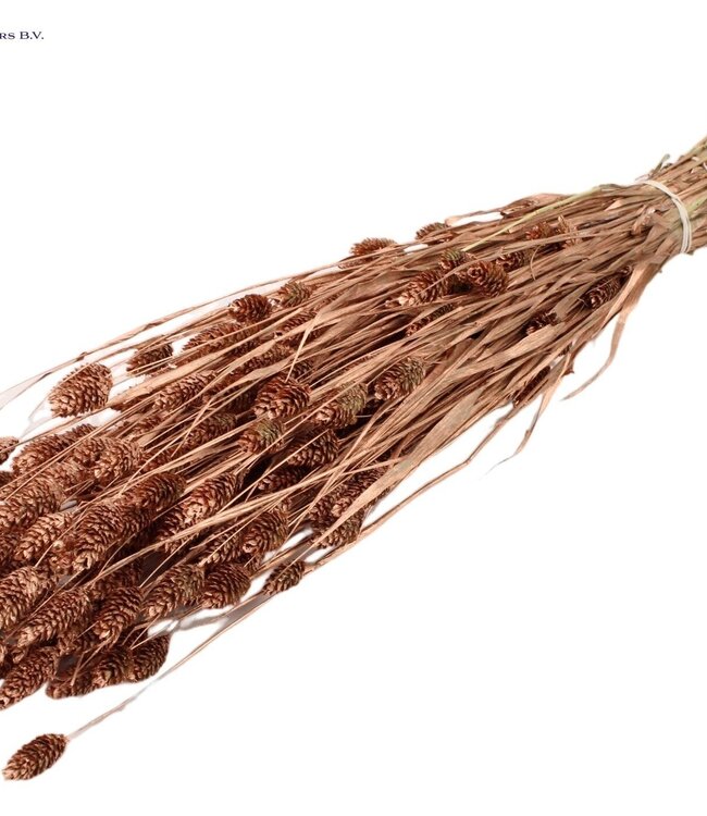 Copper-coloured dried canary grass | Phalaris dried flowers | Length 60 centimetres | Order per 6 bunches