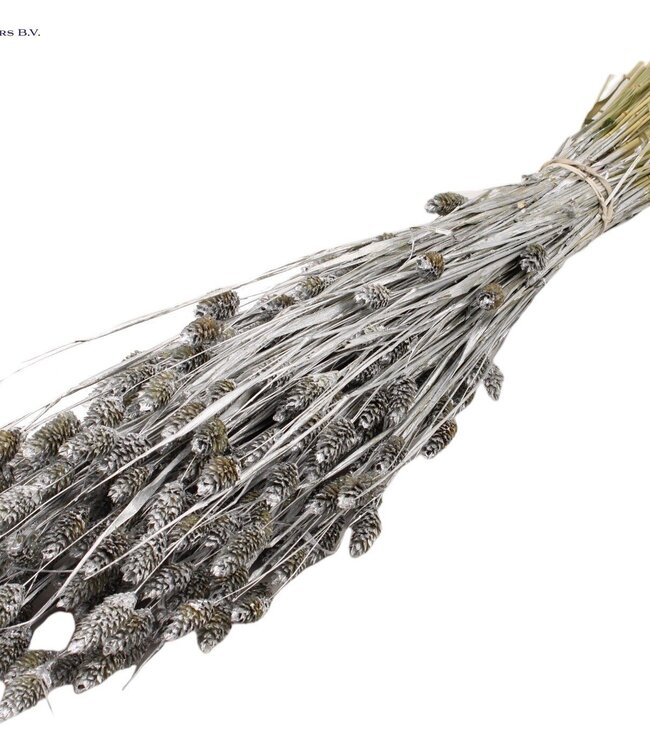 Silver dried Canary grass | Phalaris dry flowers | Length 60 centimetres | Order per 20 bunches