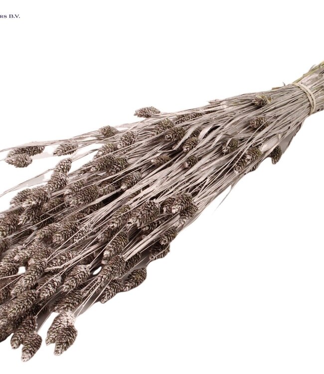 Champagne-coloured dried Canary Grass | Phalaris dried flowers | Length 60 centimetres | Order per 6 bunches