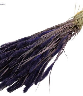 QC Setaria per bunch Purple ( x 15 )