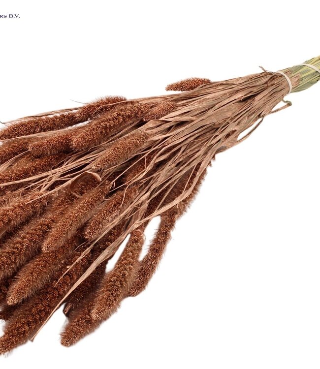 Setaria per bunch Copper ( x 6 )