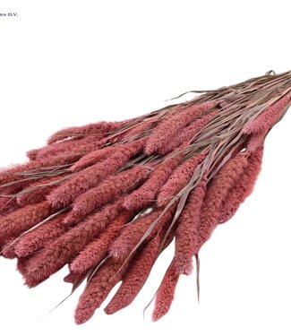 QC Setaria per bunch Frosted Pink ( x 15 )