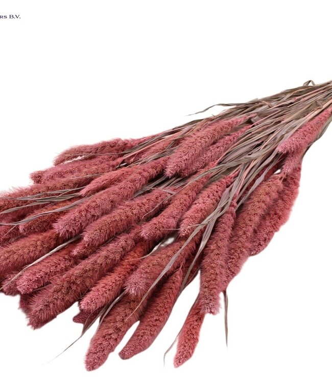 Setaria per bunch Frosted Pink ( x 15 )